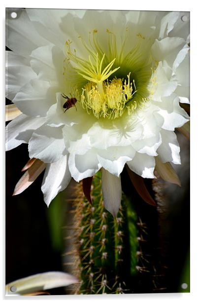 White Cactus Flower Acrylic by Hamid Moham
