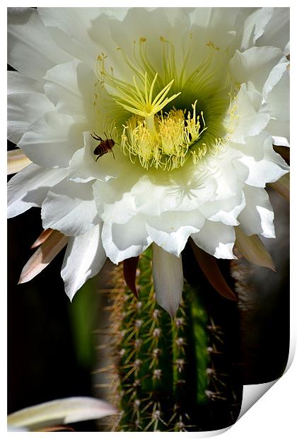White Cactus Flower Print by Hamid Moham