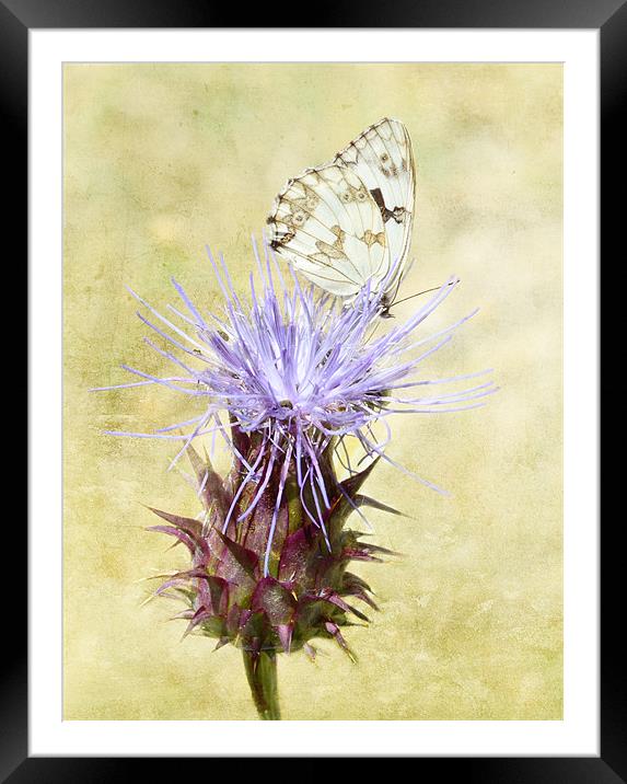 Touch of Elegance Framed Mounted Print by Fine art by Rina