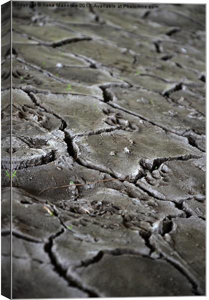 cracked earth under the bridge Canvas Print by Ilona Manerske
