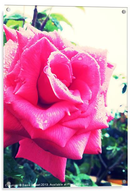 Pink rose Acrylic by David Basset