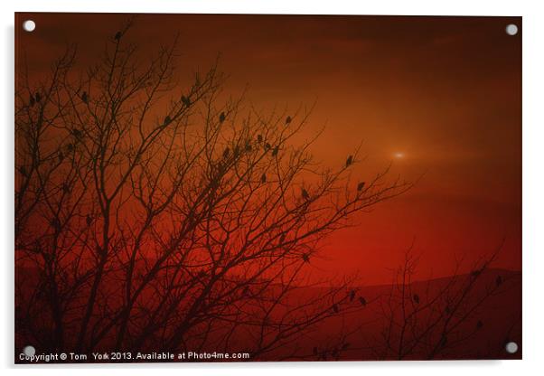 BIRDS AT SUNSET Acrylic by Tom York