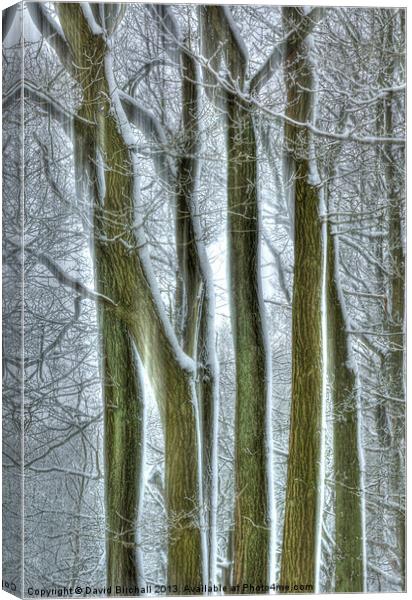 Forest Winter Sentinels Canvas Print by David Birchall