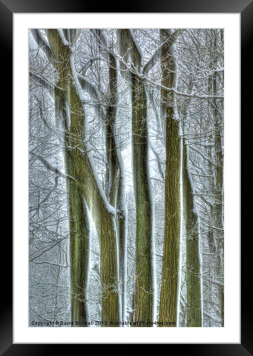 Forest Winter Sentinels Framed Mounted Print by David Birchall