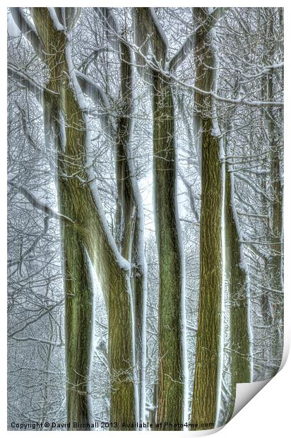 Forest Winter Sentinels Print by David Birchall