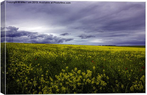 Field of Oil seed rape Canvas Print by Thanet Photos