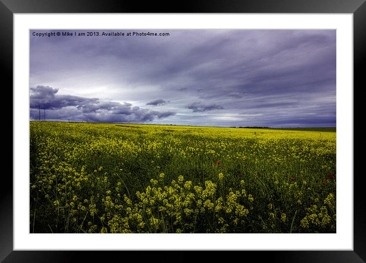 Field of Oil seed rape Framed Mounted Print by Thanet Photos