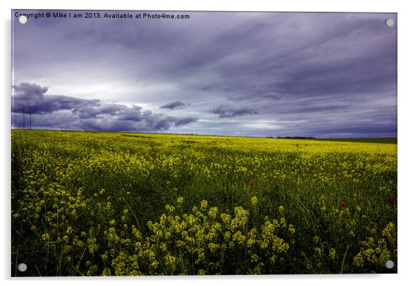 Field of Oil seed rape Acrylic by Thanet Photos