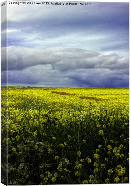 Field of oil seed Canvas Print by Thanet Photos