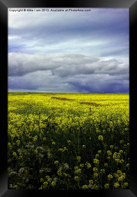 Field of oil seed Framed Print by Thanet Photos