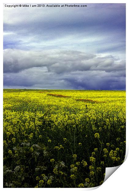 Field of oil seed Print by Thanet Photos