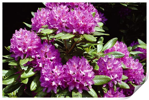 Rhododendrons At Birmigham Botanic Gardens Print by Carole-Anne Fooks