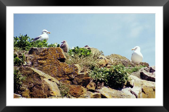 Herring Gull Rookery Caldey Island Framed Mounted Print by Carole-Anne Fooks