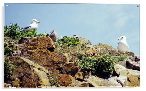 Herring Gull Rookery Caldey Island Acrylic by Carole-Anne Fooks