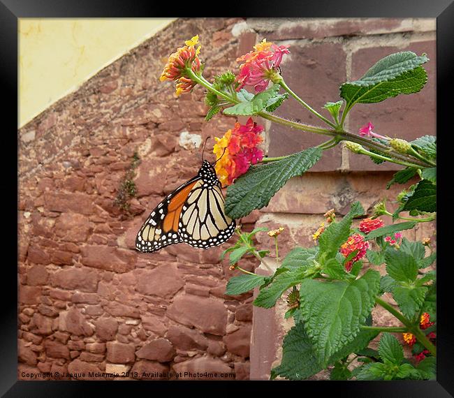 BUTTERFLY ON LANTANA Framed Print by Jacque Mckenzie