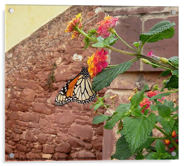 BUTTERFLY ON LANTANA Acrylic by Jacque Mckenzie