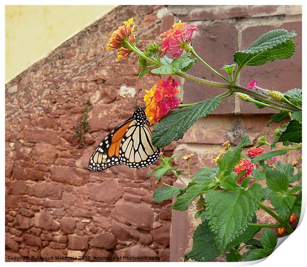 BUTTERFLY ON LANTANA Print by Jacque Mckenzie