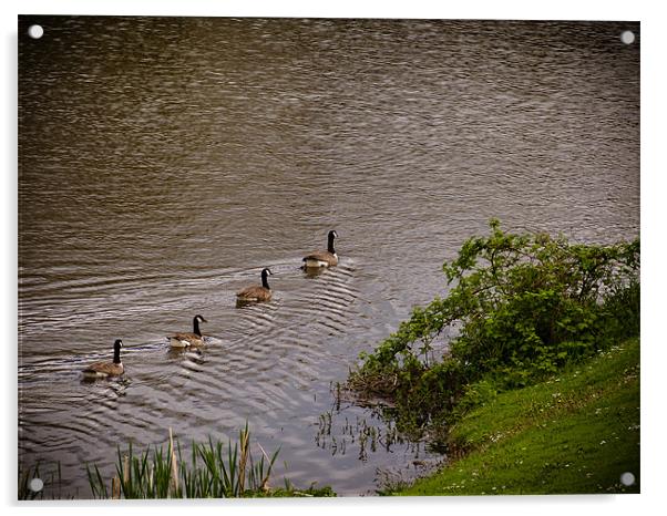 Canada Geese Acrylic by Mark Llewellyn