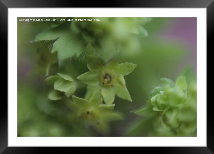 Green bloom Framed Mounted Print by Mark Cake