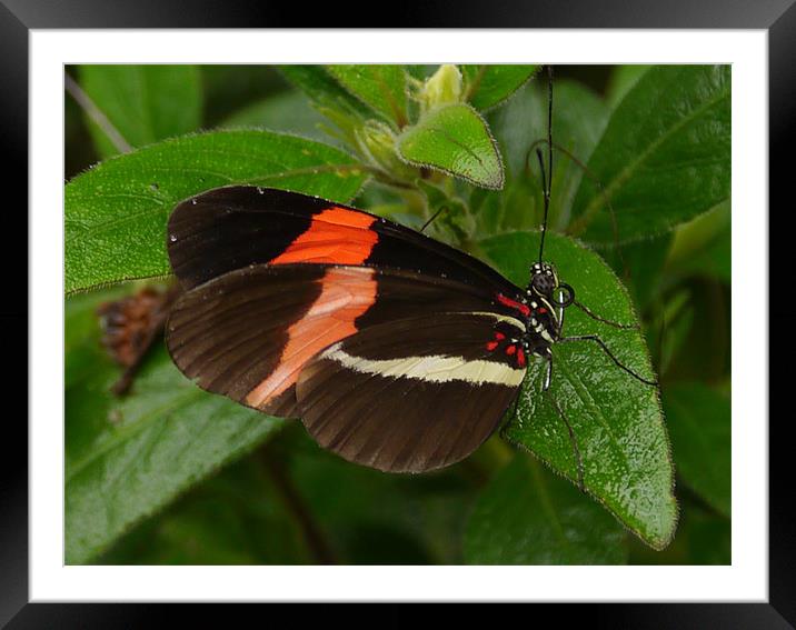 Butterfly Framed Mounted Print by sharon bennett