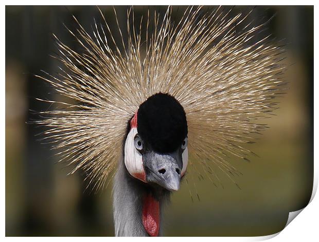 Crane Print by sharon bennett