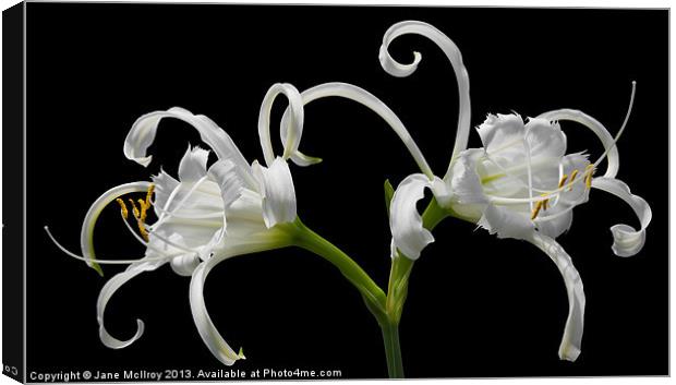 White Spider Lily Canvas Print by Jane McIlroy