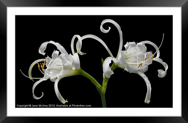 White Spider Lily Framed Mounted Print by Jane McIlroy