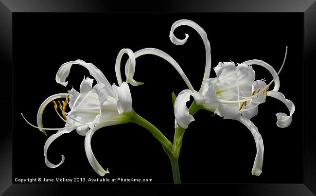 White Spider Lily Framed Print by Jane McIlroy