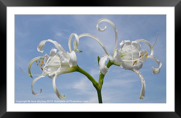 White Spider Lily Framed Mounted Print by Jane McIlroy