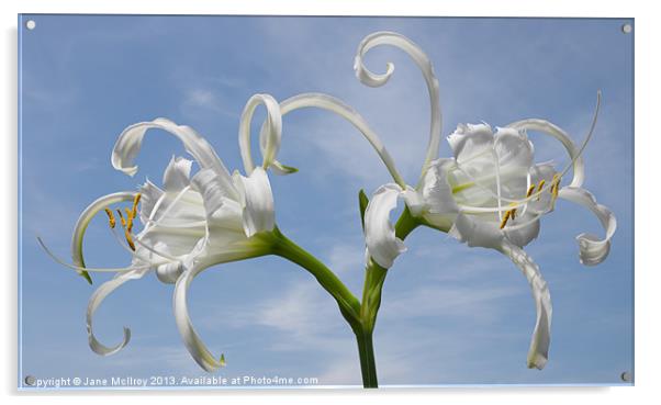 White Spider Lily Acrylic by Jane McIlroy