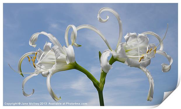 White Spider Lily Print by Jane McIlroy
