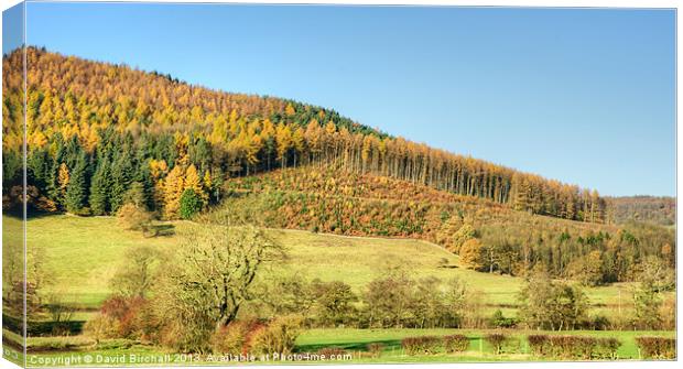 Autumnal Hillside in Derbyshire Canvas Print by David Birchall