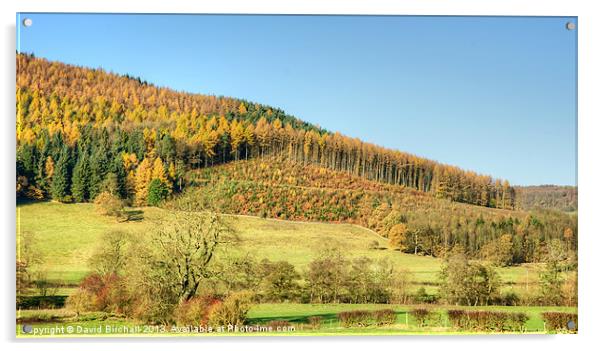 Autumnal Hillside in Derbyshire Acrylic by David Birchall