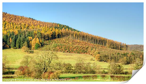 Autumnal Hillside in Derbyshire Print by David Birchall