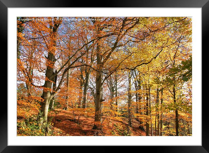 Autumn Colour in Derbyshire Framed Mounted Print by David Birchall