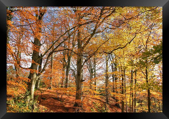 Autumn Colour in Derbyshire Framed Print by David Birchall
