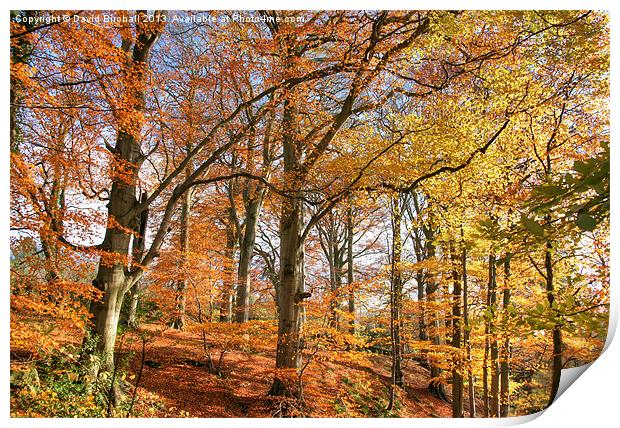 Autumn Colour in Derbyshire Print by David Birchall