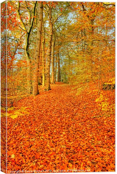 Autumn Pathway in Derbyshire Canvas Print by David Birchall