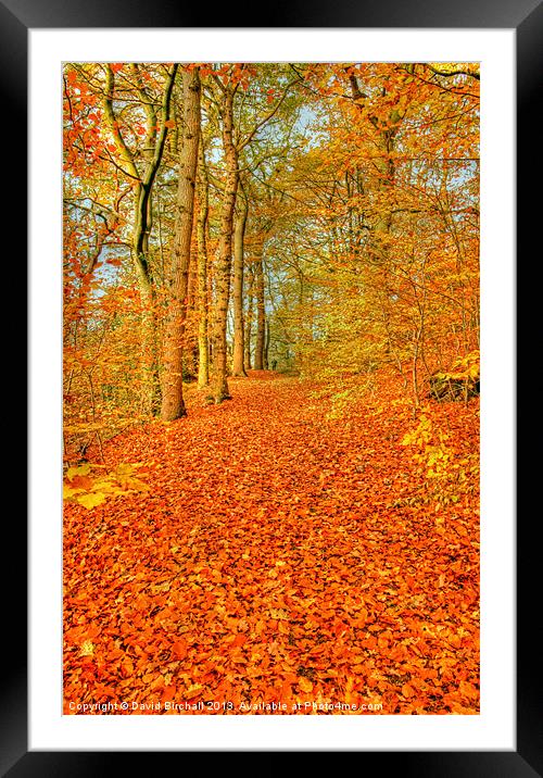 Autumn Pathway in Derbyshire Framed Mounted Print by David Birchall