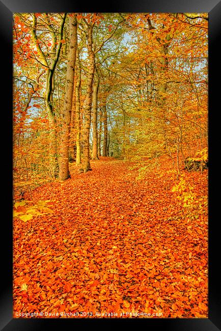 Autumn Pathway in Derbyshire Framed Print by David Birchall