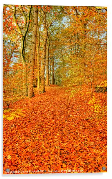 Autumn Pathway in Derbyshire Acrylic by David Birchall