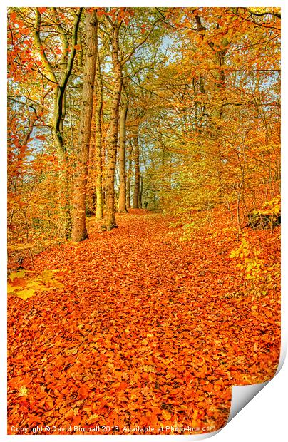 Autumn Pathway in Derbyshire Print by David Birchall