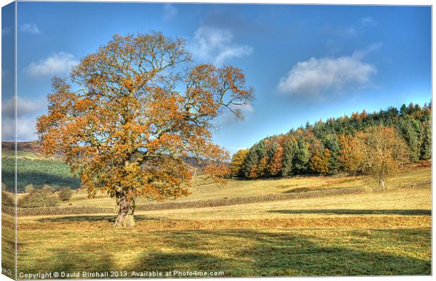 Autumn Oak in Derbyshire Canvas Print by David Birchall