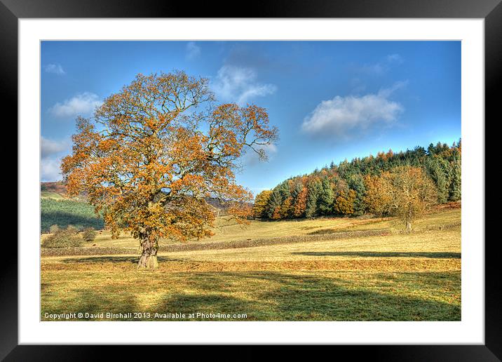 Autumn Oak in Derbyshire Framed Mounted Print by David Birchall