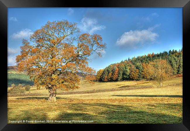 Autumn Oak in Derbyshire Framed Print by David Birchall