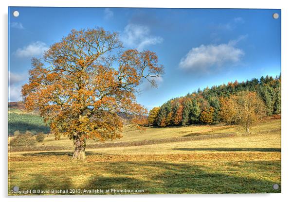 Autumn Oak in Derbyshire Acrylic by David Birchall