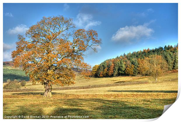 Autumn Oak in Derbyshire Print by David Birchall