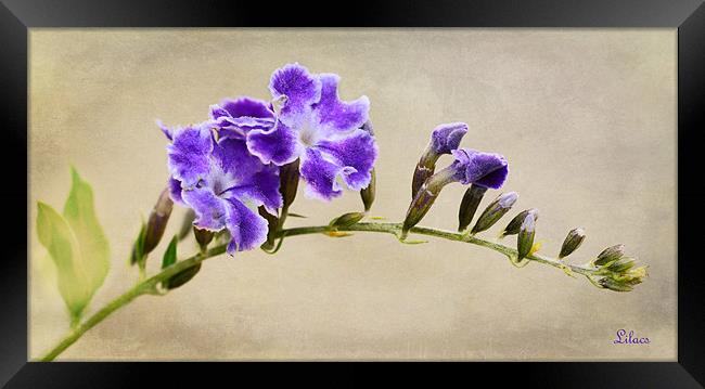 Lilacs Framed Print by Fine art by Rina