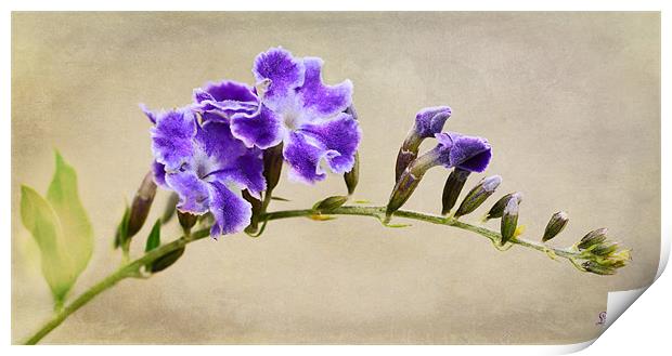Lilacs Print by Fine art by Rina