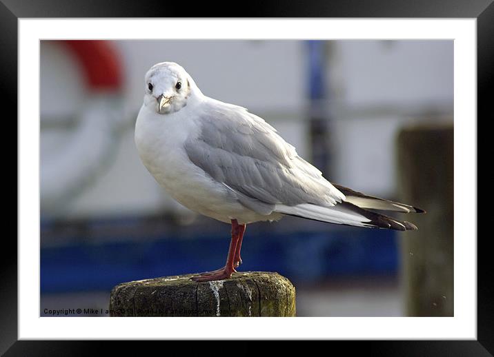 Small Gull Framed Mounted Print by Thanet Photos